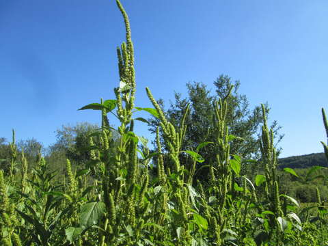 صورة Amaranthus powellii S. Wats.