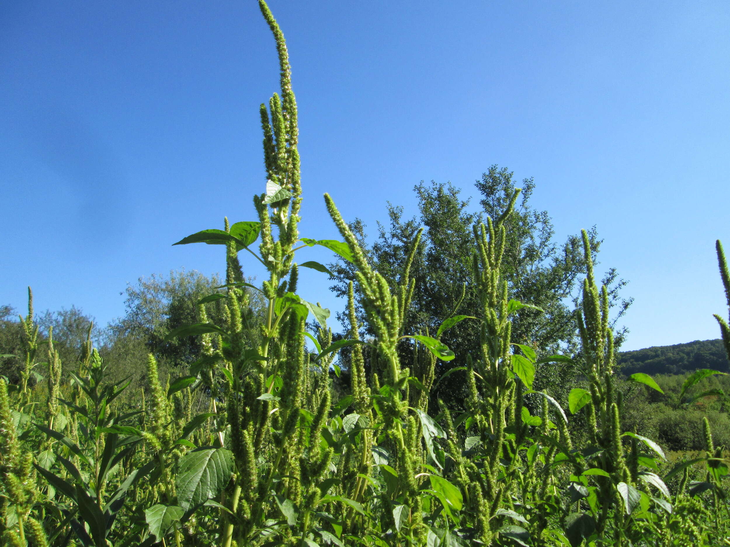 Imagem de Amaranthus powellii S. Wats.