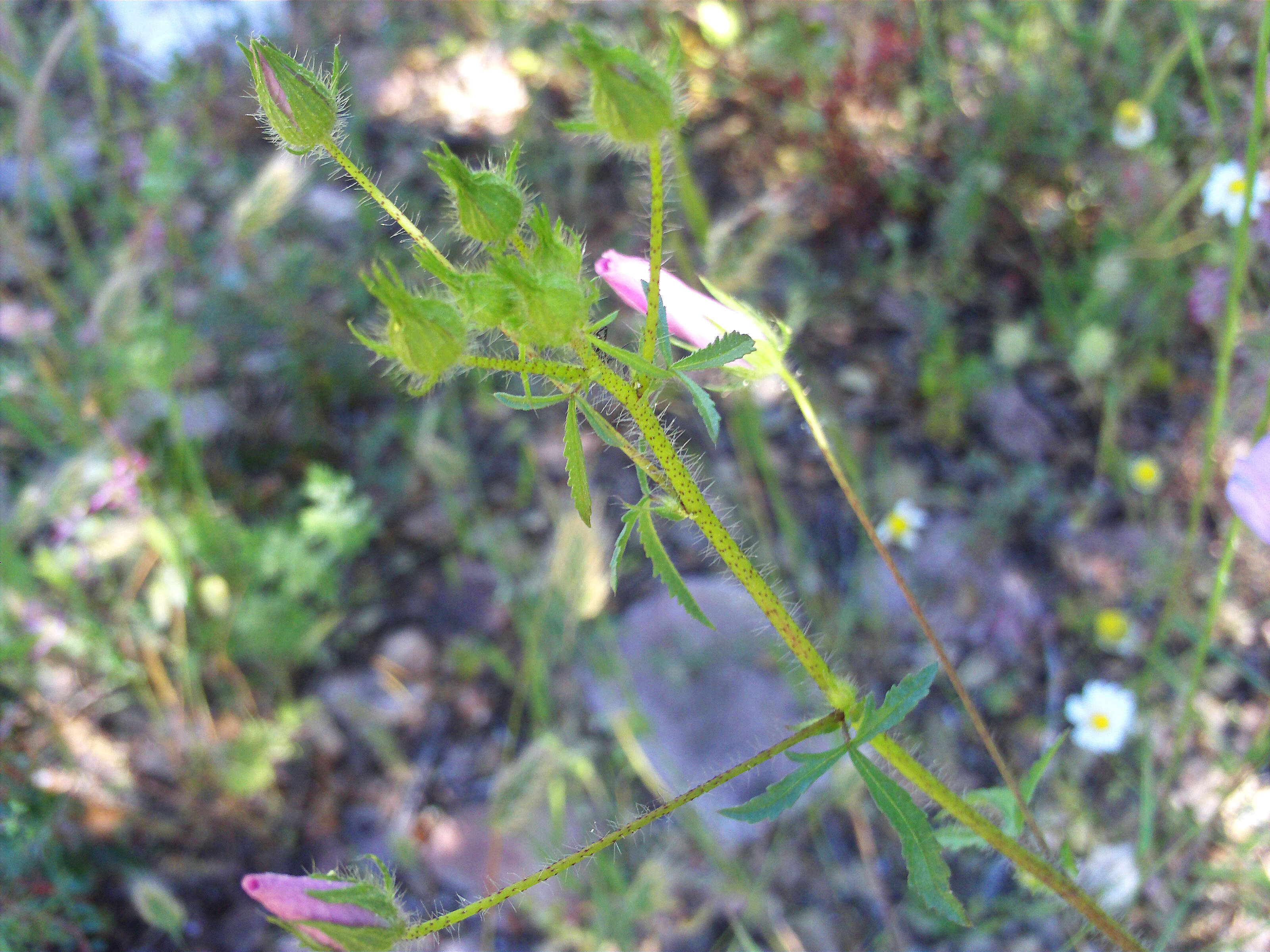 Image of Malva tournefortiana L.