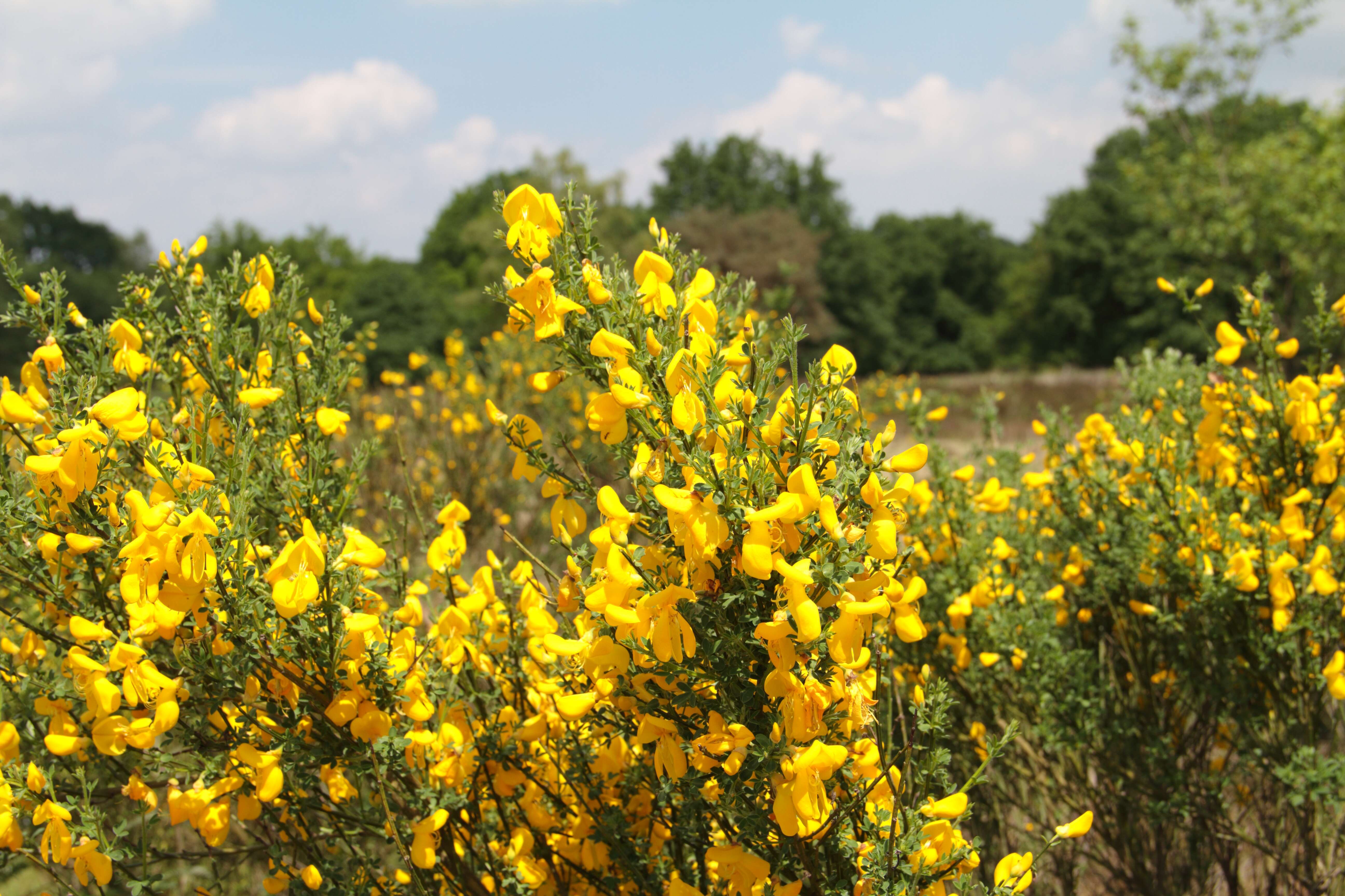 Image of Broom