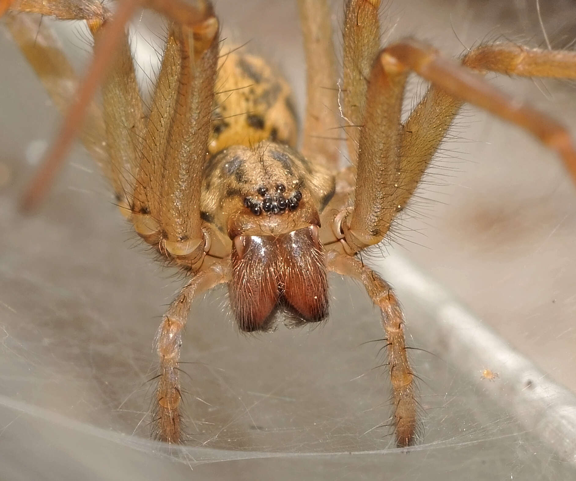 Image of Giant House Spider