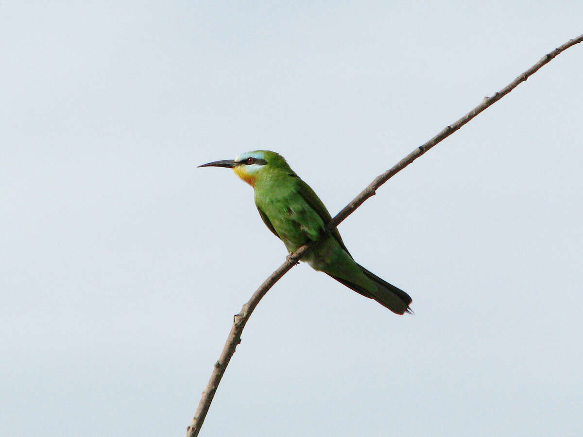 Image of Blue-cheeked Bee-eater