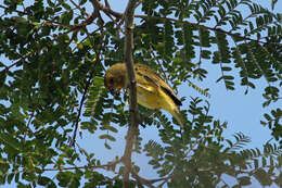 Image of Saffron Finch