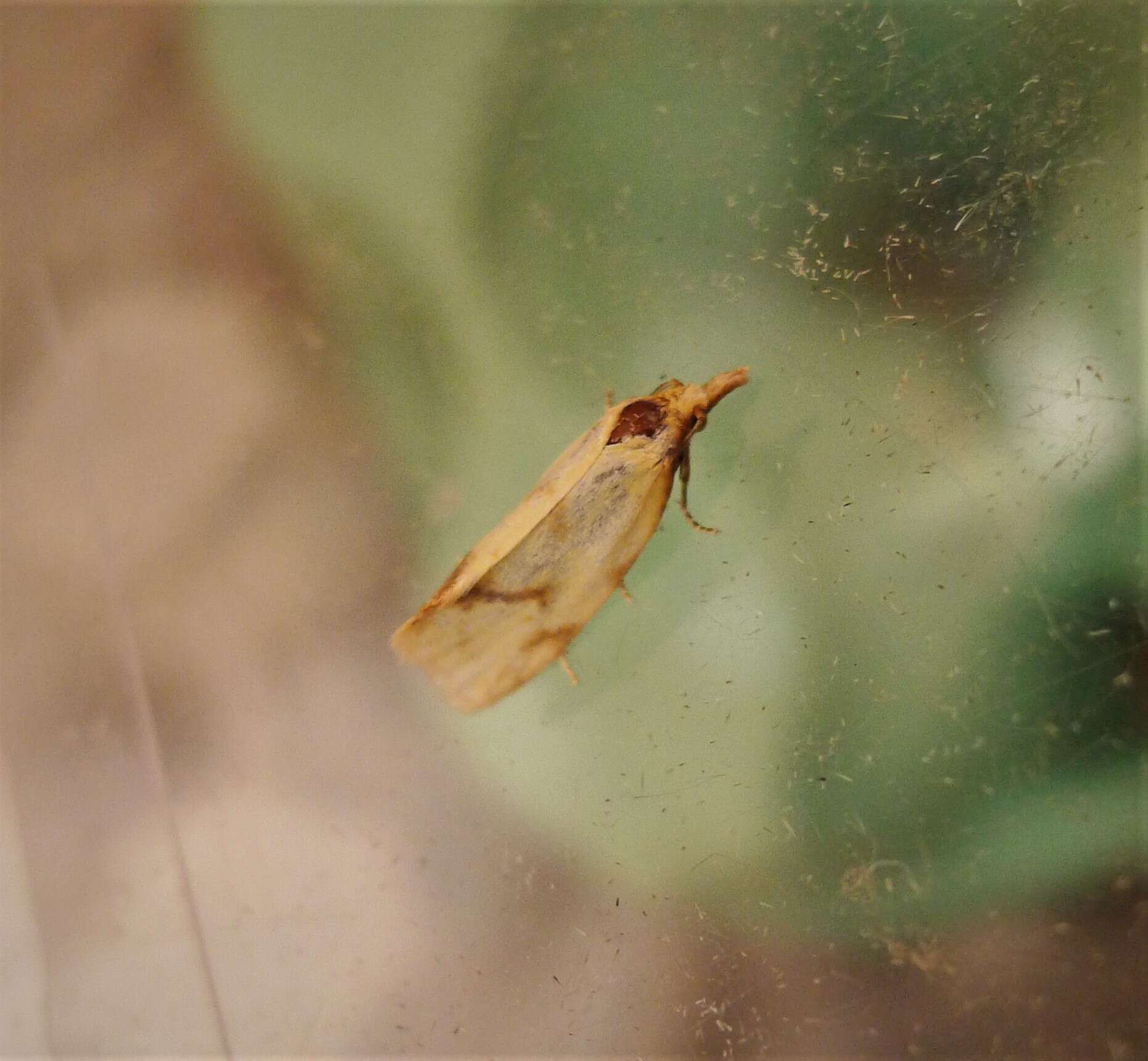 Image of Agapeta