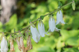 Image of Campanula alliariifolia Willd.