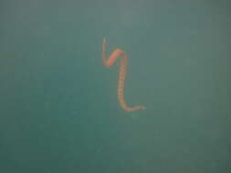 Image of Little Filesnake