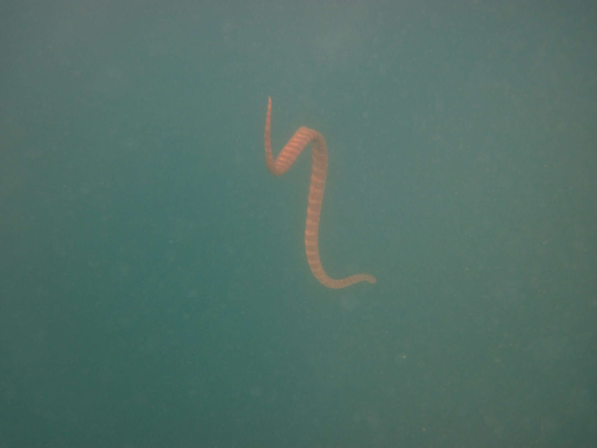 Image of Little Filesnake