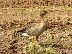 Image of Taiga Bean Goose