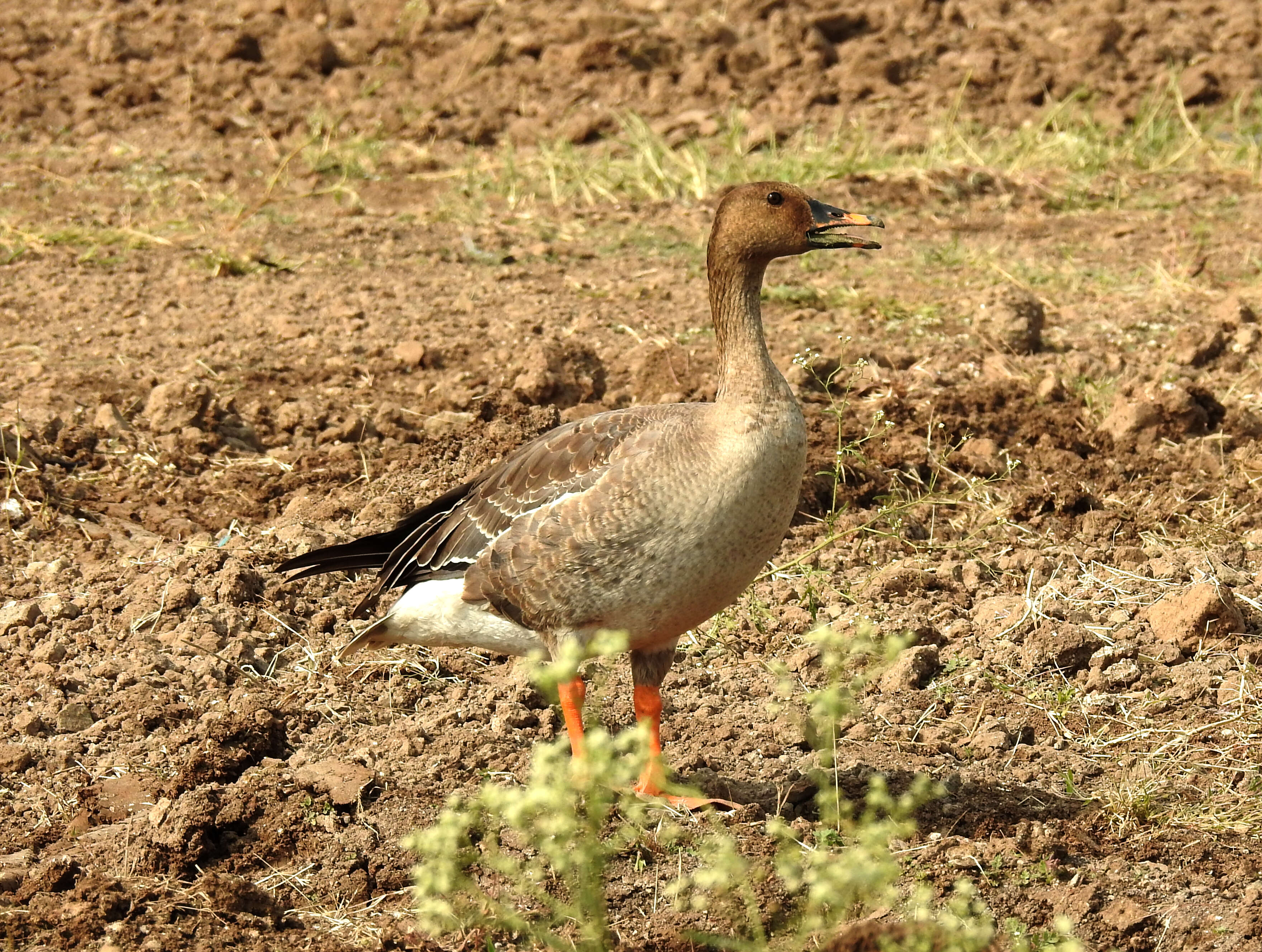 Image of Taiga Bean Goose