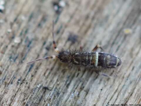 Image of hairy-back girdled springtail