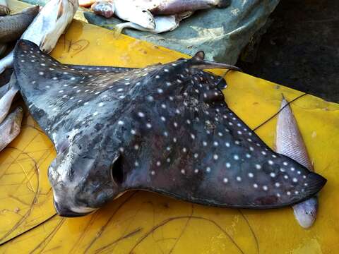 Image of Ocellated Eagle Ray