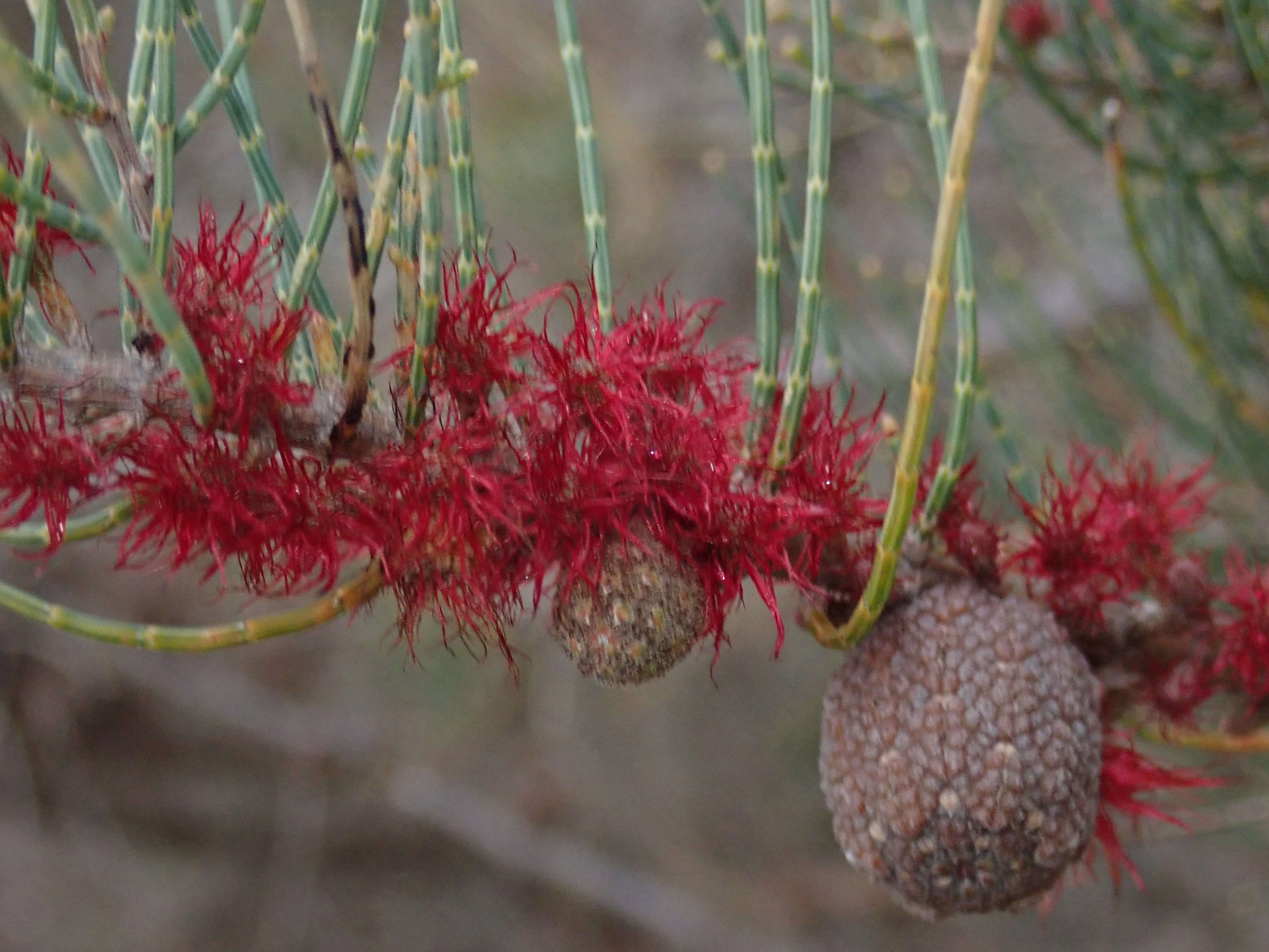 Image of Allocasuarina humilis (Otto & A. Dietr.) L. A. S. Johnson