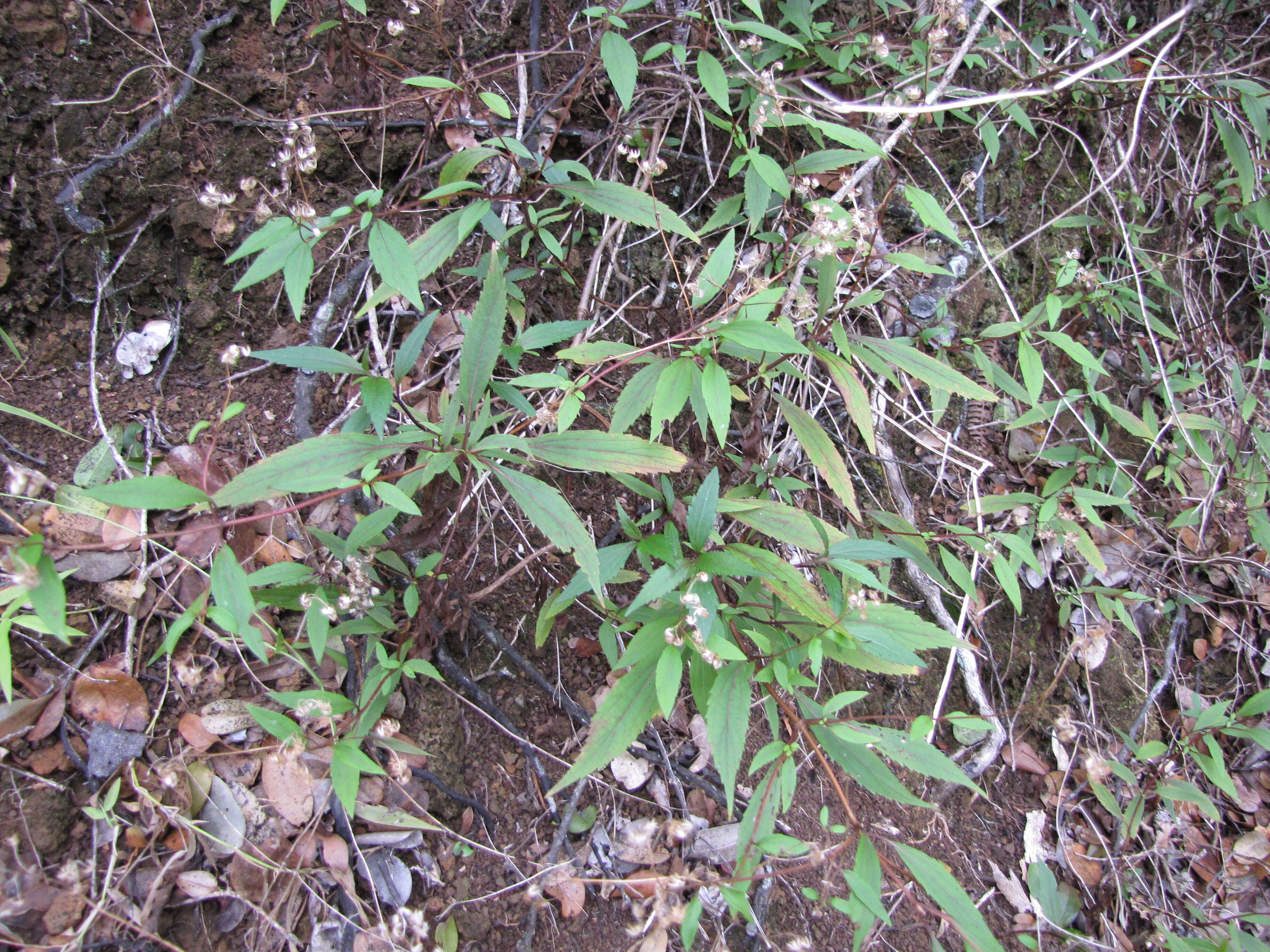 صورة Ageratina riparia (Regel) R. King & H. Rob.