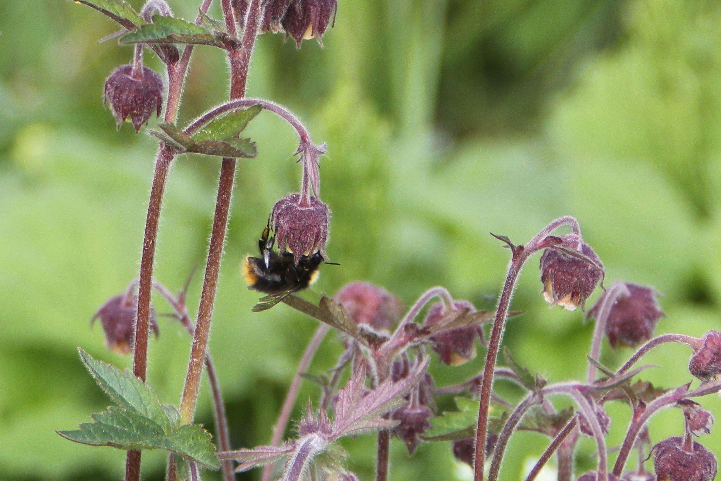 Plancia ëd Bombus pratorum (Linnaeus 1761)