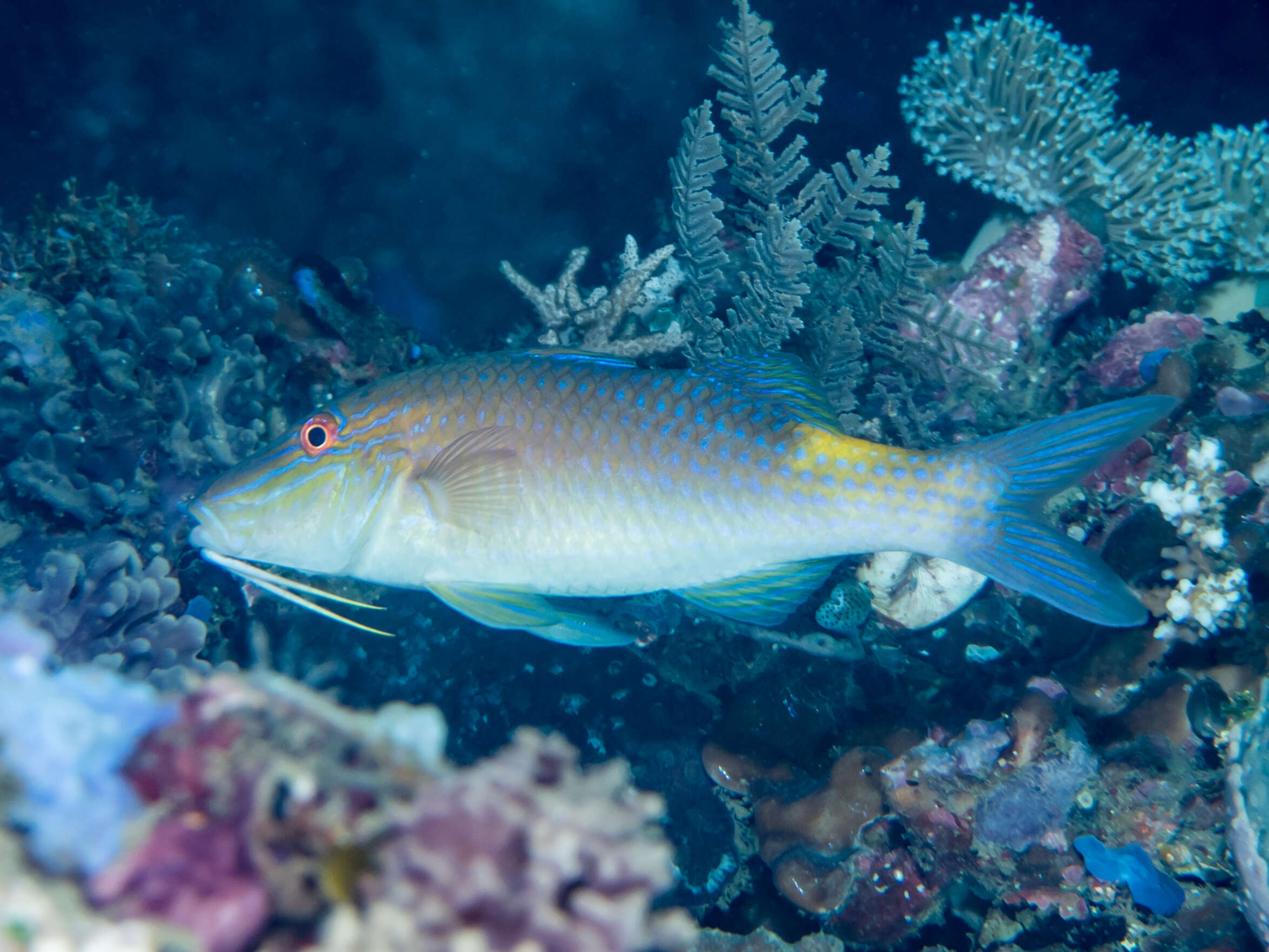 Image of Goldsaddle goatfish