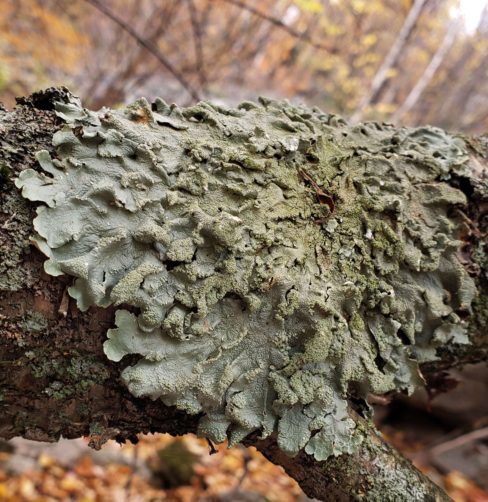 Image of Common greenshield lichen