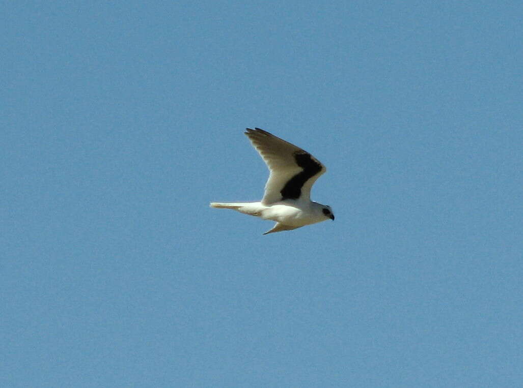 Image of Letter-winged Kite