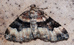 Image of Toothed Brown Carpet