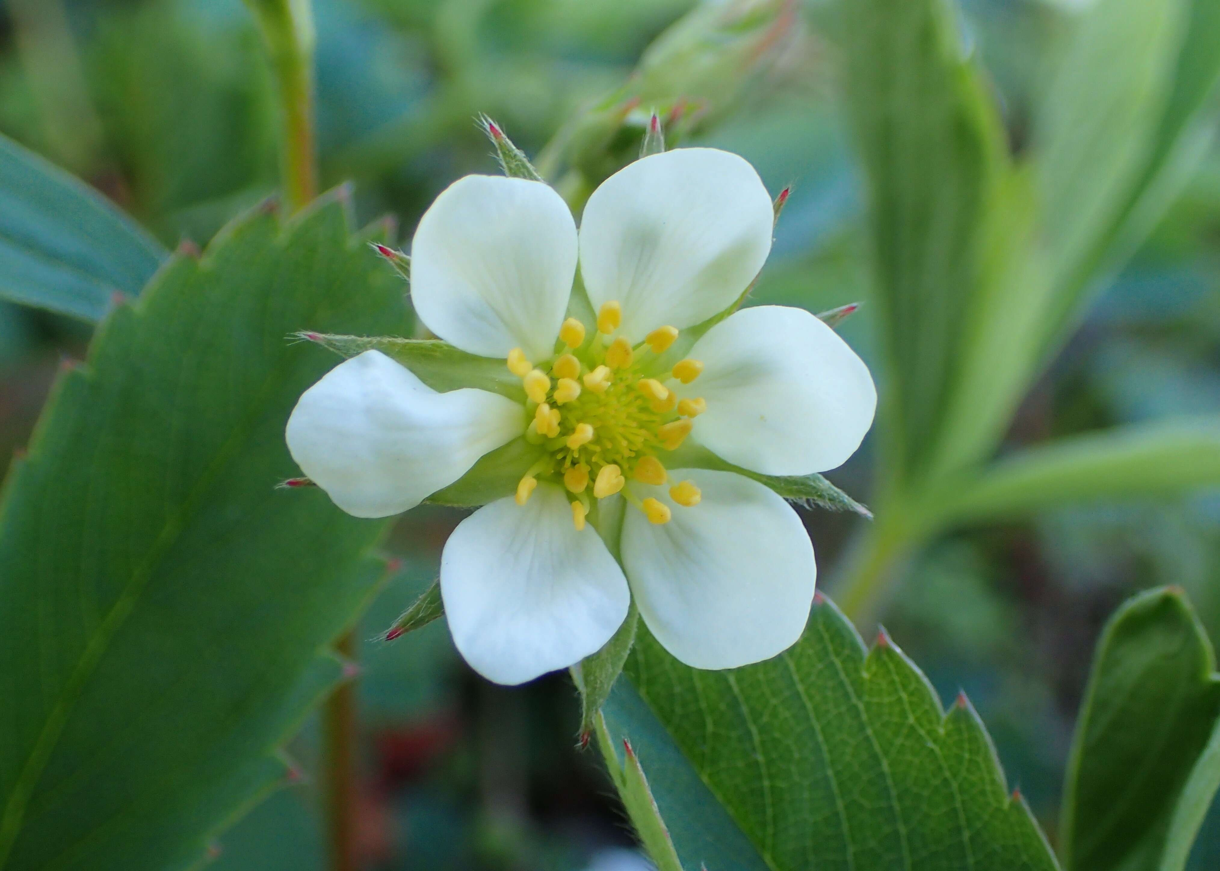 Image of beach strawberry