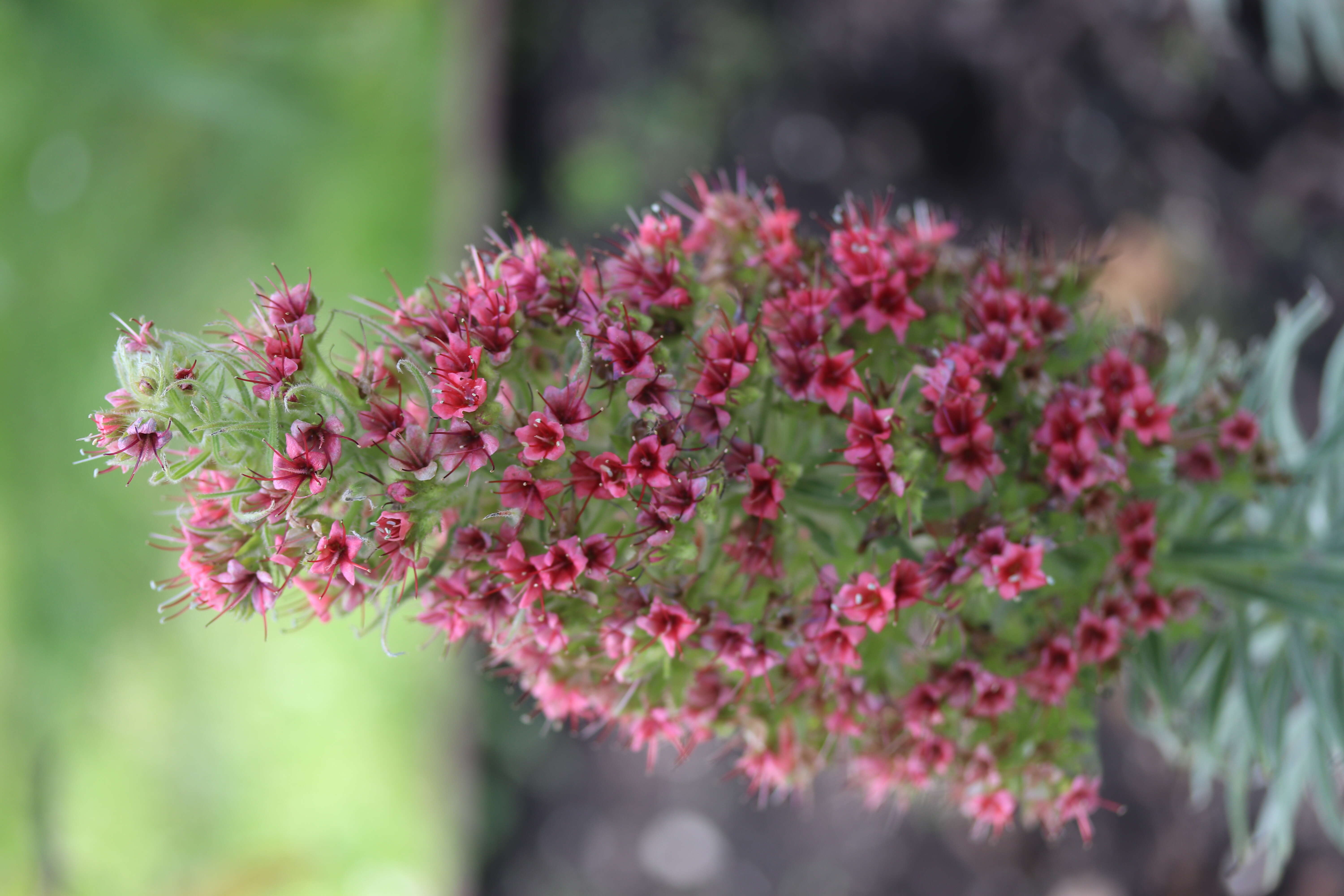 Image of Echium wildpretii H. H. W. Pearson ex Hook. fil.