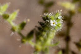 Image of thicksepal cryptantha