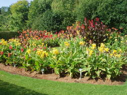Image of canna lilies