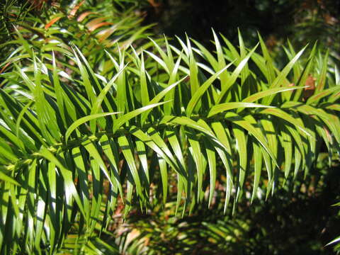 Image of Cunninghamia