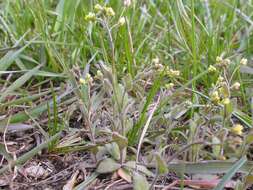 Image of woodland draba