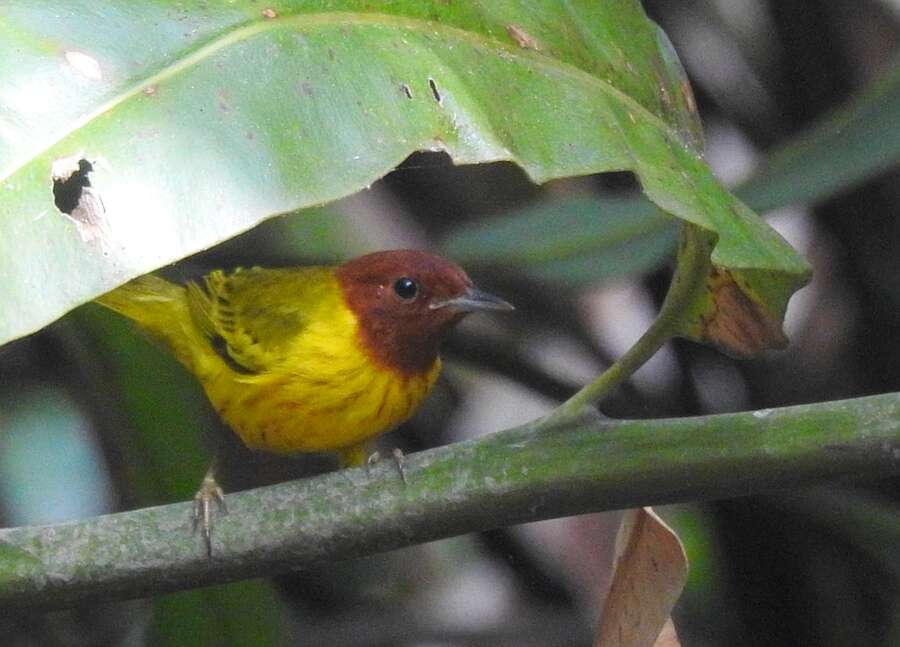 Image of Mangrove Warbler