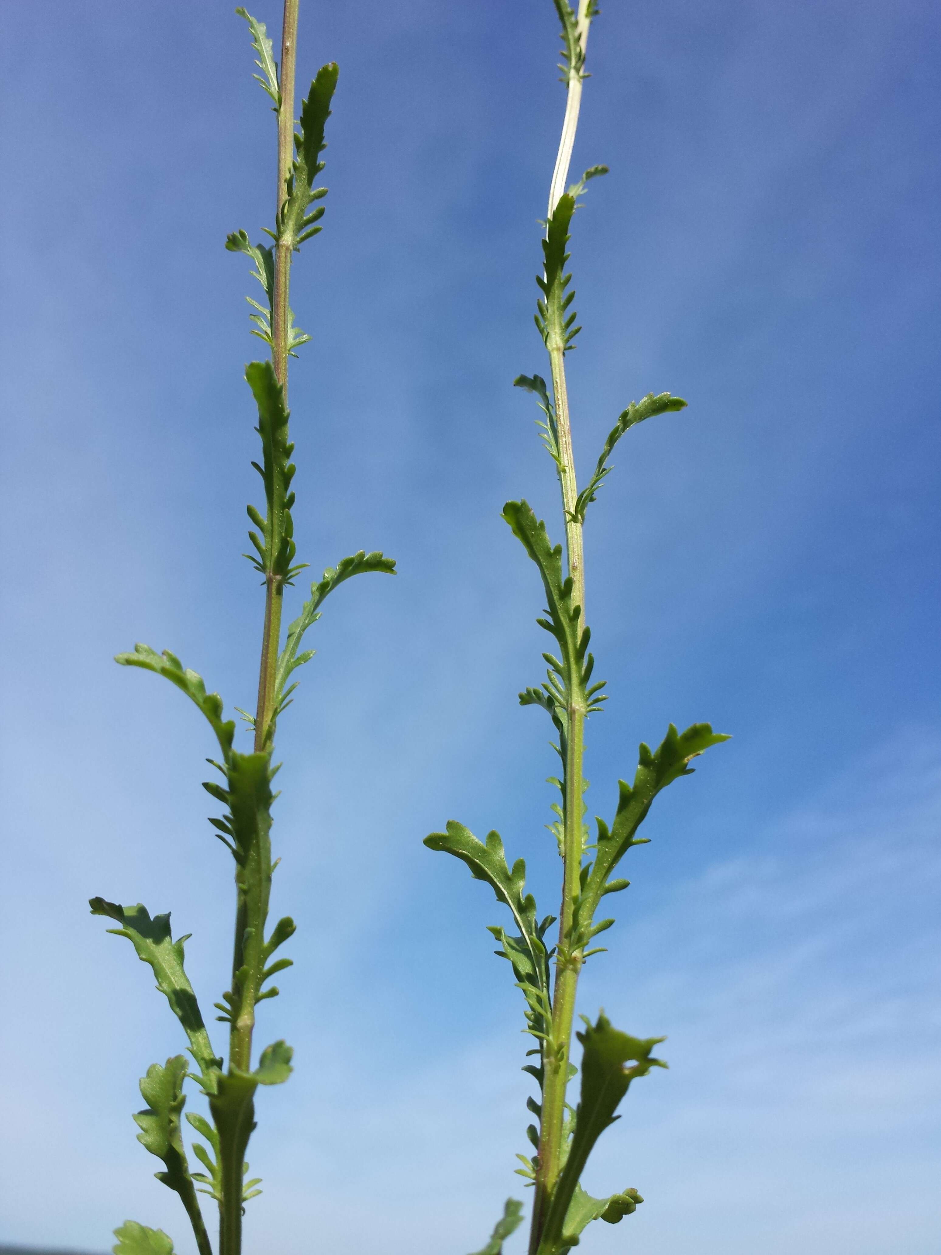 Image of Oxeye Daisy