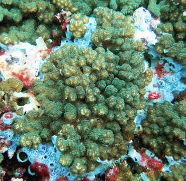 Image of Cauliflower corals