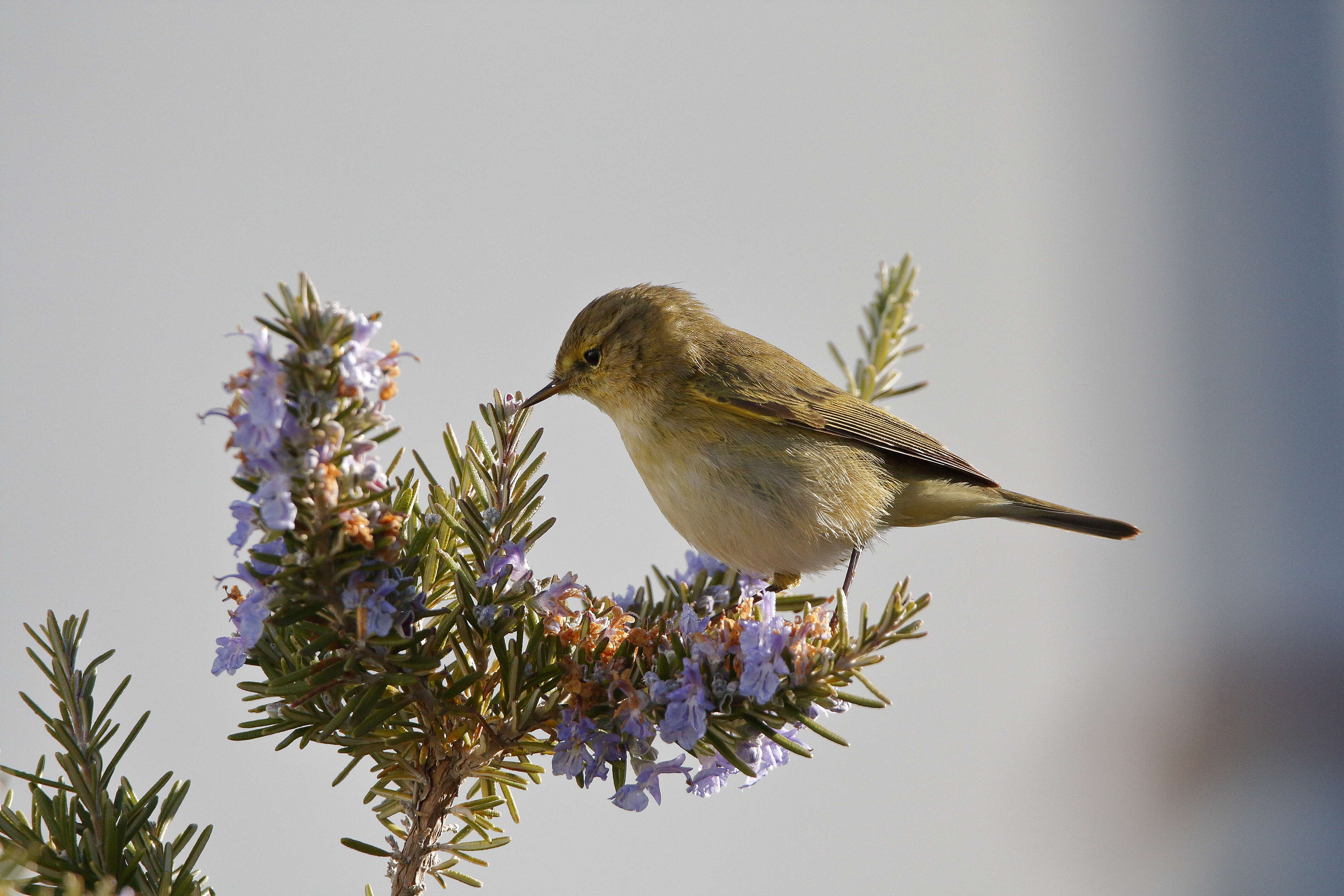 Image of Common Chiffchaff