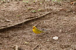 Image of Saffron Finch