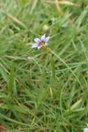 Image of annual blue-eyed grass