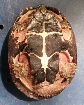 Image of Common Musk Turtle