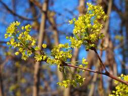 Image of Norway Maple