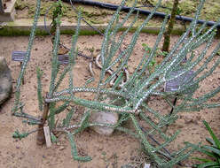 Sivun Portulacaria namaquensis Sond. kuva