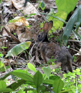 Image of Black-naped Hare