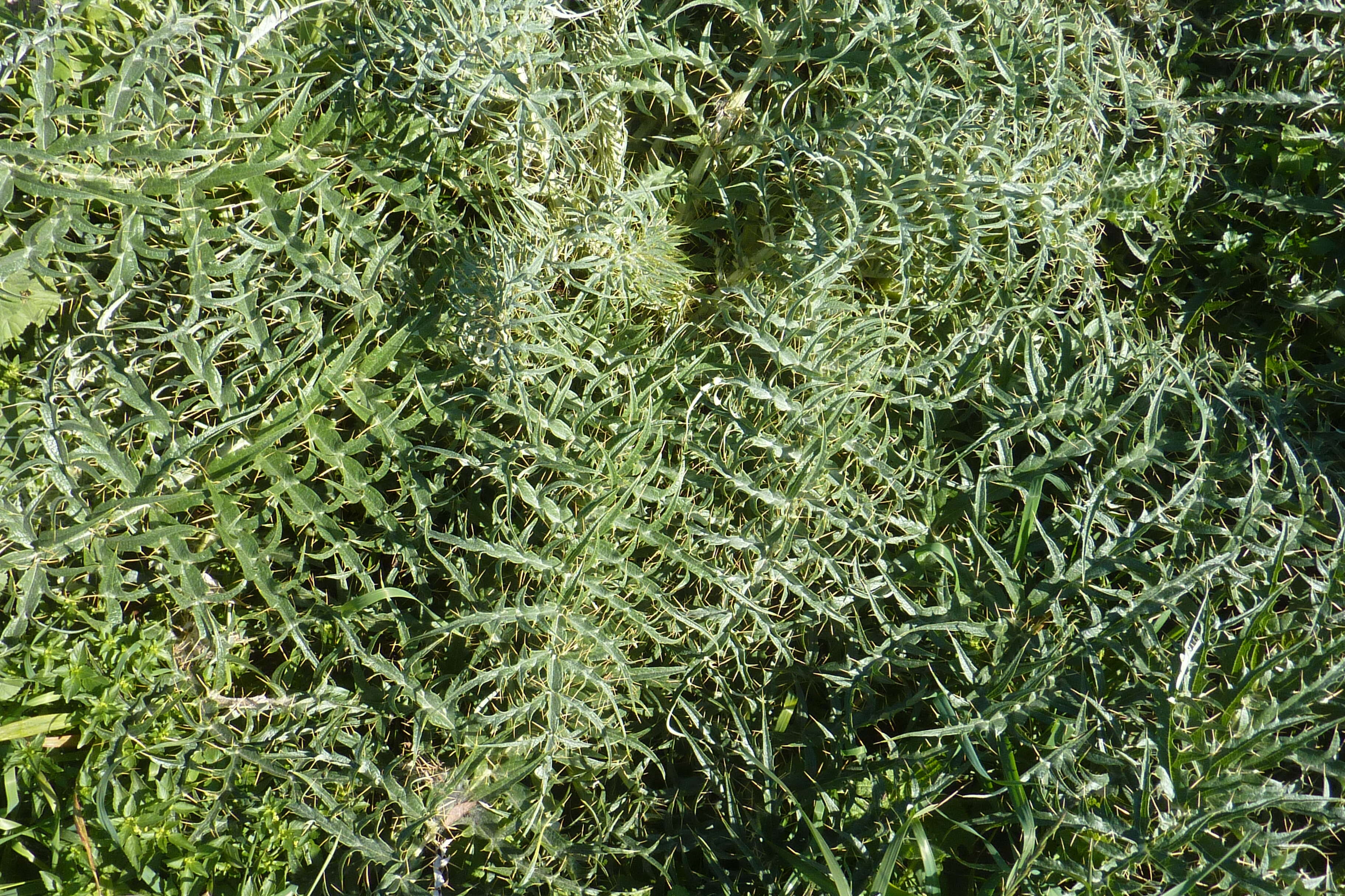 Image of cardoon