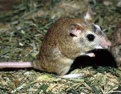 Image of Indian Gerbil