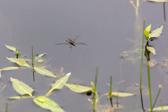 Image of water striders