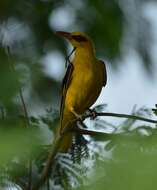 Image of Indian Golden Oriole