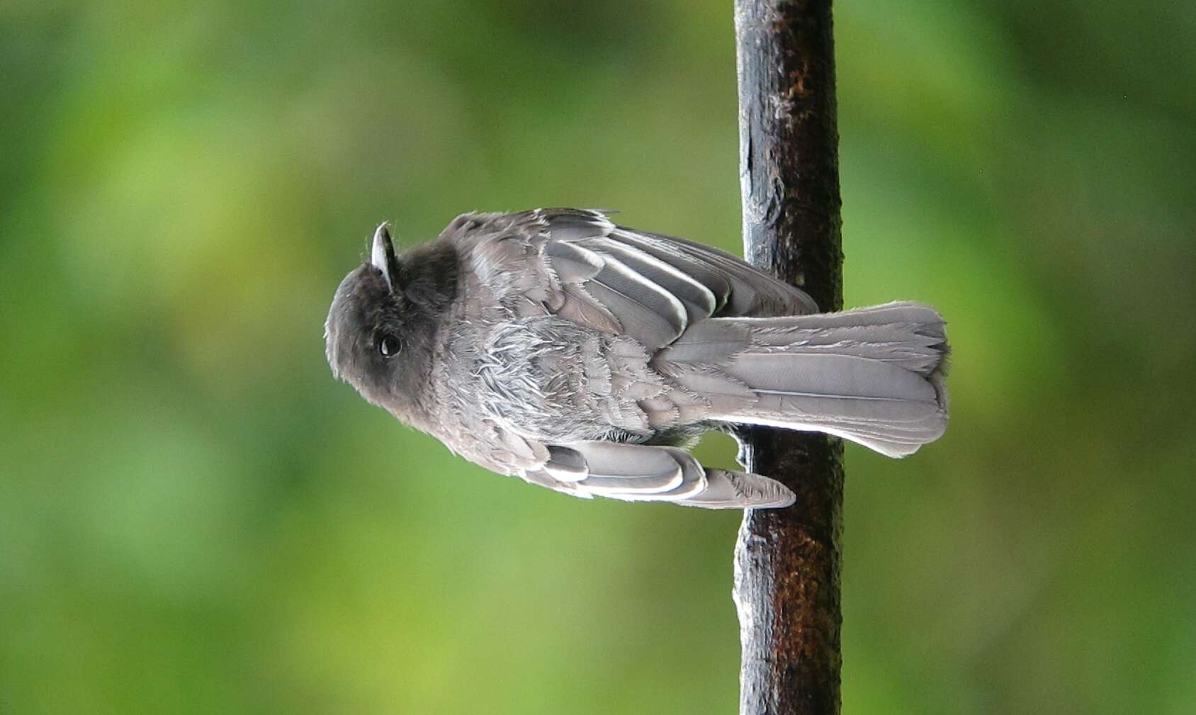 Imagem de Sayornis nigricans (Swainson 1827)