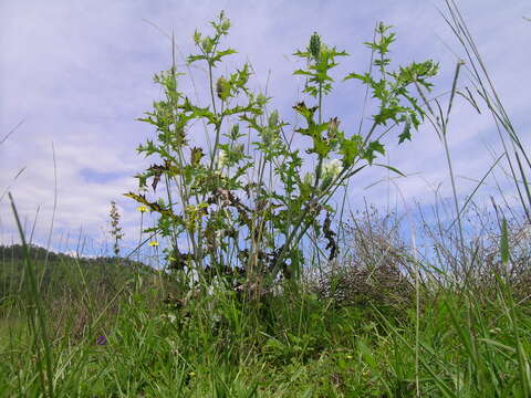 Argemone ochroleuca Sweet resmi