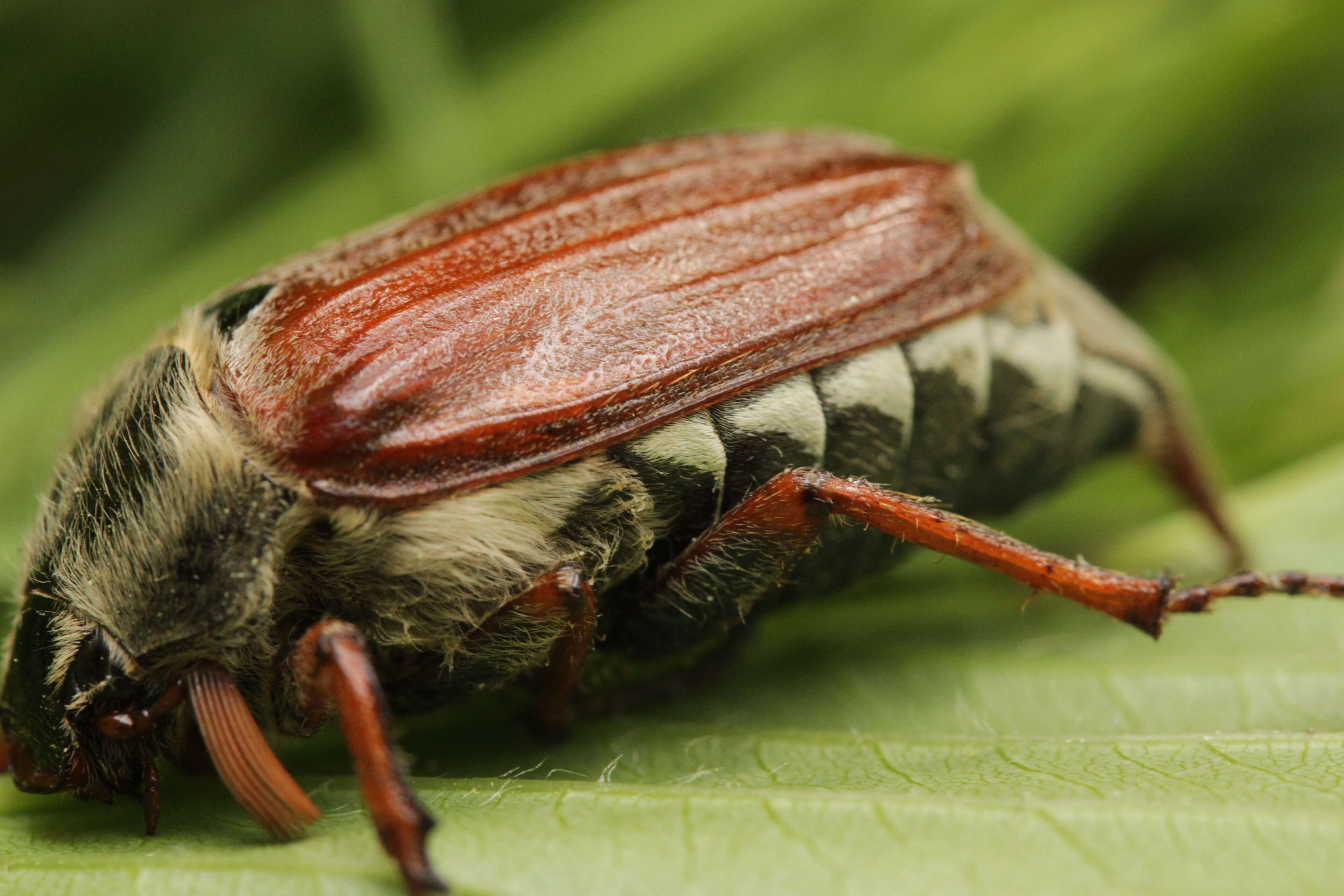 Image of Common cockchafer