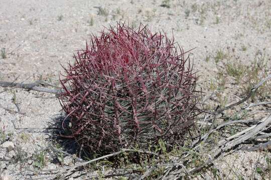 Image of Fire Barrel Cactus