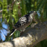 Image of Nuttall's Woodpecker