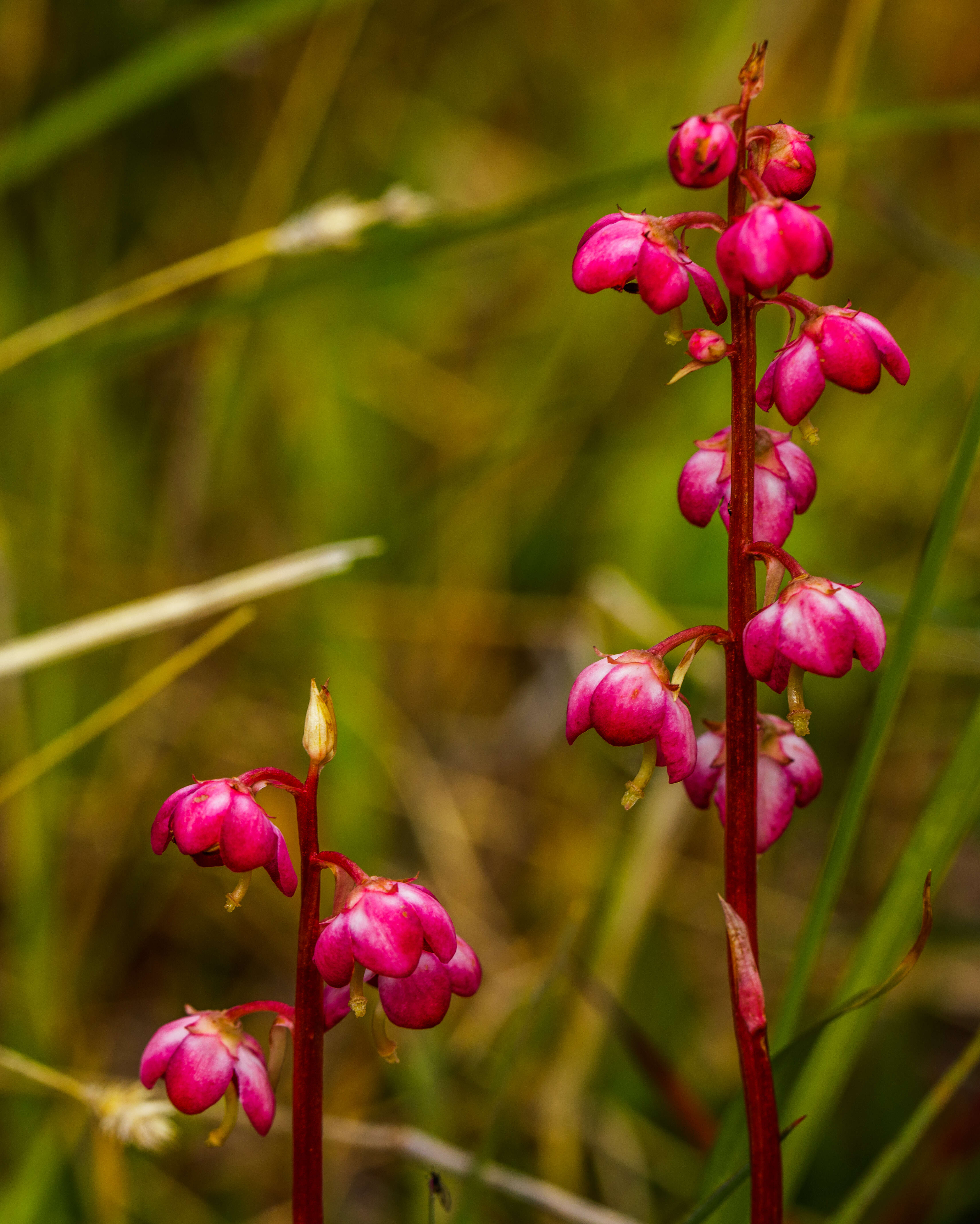 Image of Wintergreen