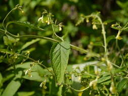 Plancia ëd Nepeta govaniana (Wall. ex Benth.) Benth.