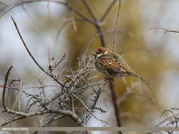 Image of Spanish Sparrow